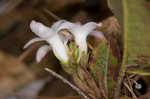 Trailing arbutus